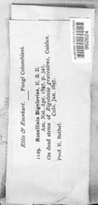 Rosellinia bigeloviae image